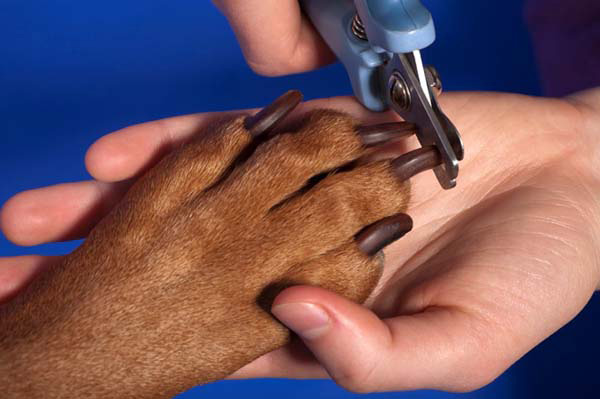 Dog Nail Trimming Tutorial Part 3 | Dog Training Nation