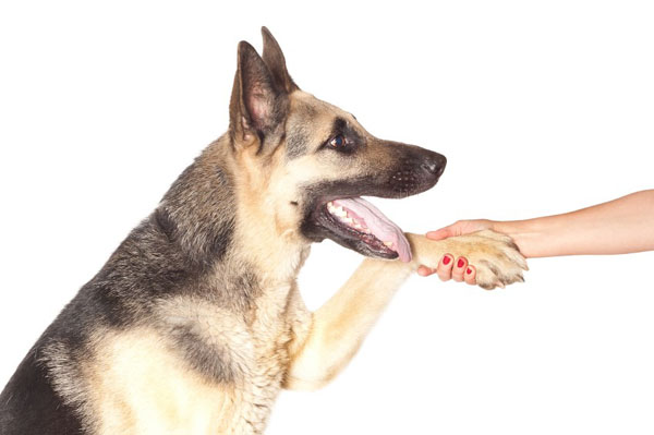 Dog Nail Trimming Tutorial | Dog Training Nation