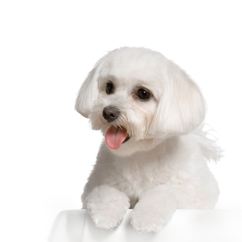 Dog whitening sales