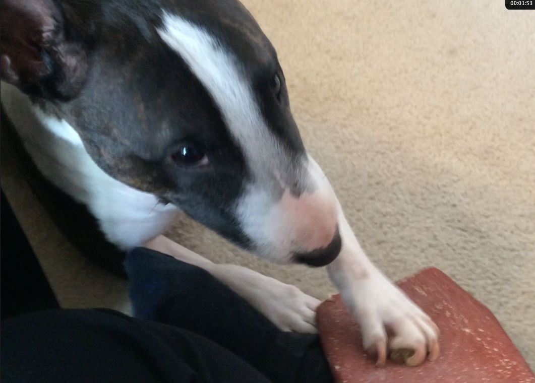 Teaching Dogs to Drag Nails Dog Training Nation