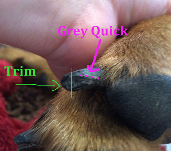 How Much to Trim Off Dog Nails | Dog Training Nation
