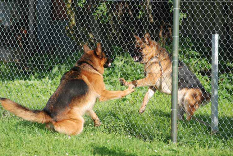 how do i keep my dog from climbing the fence