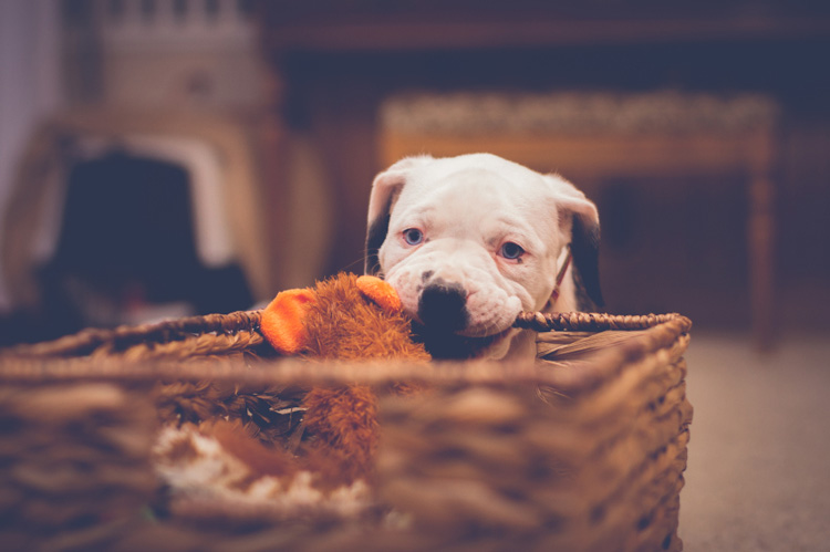 dog chewing deterrent