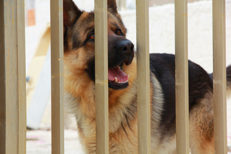 Dog Gates for Safety Dog Training Nation