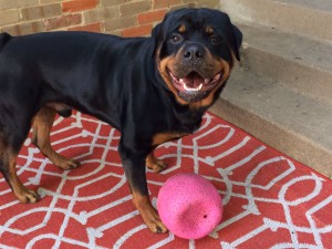 best toys for rottweilers