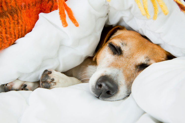 why do dogs burrow under pillows