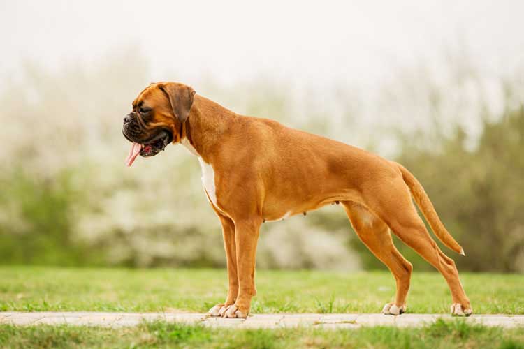 are boxers easy to train