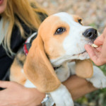 My Dog Won’t Let Me Pick Him Up: Try This Tip!