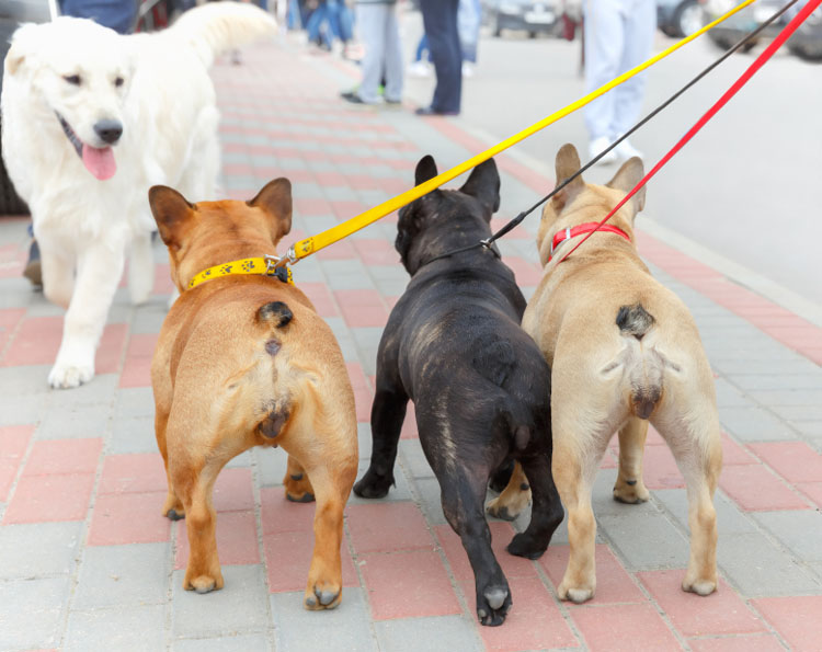 best leash for walking two dogs