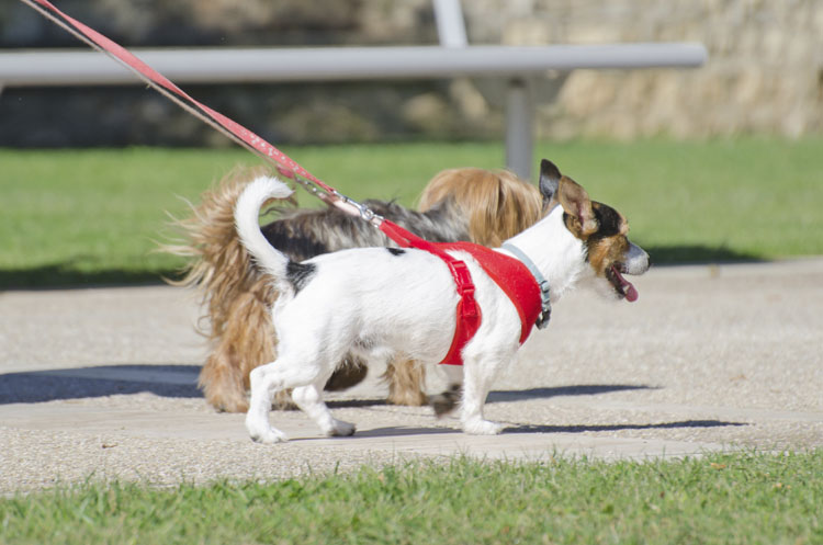 best leash for walking two dogs