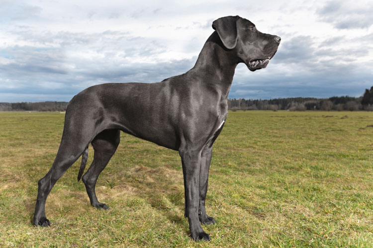 great dane breeds