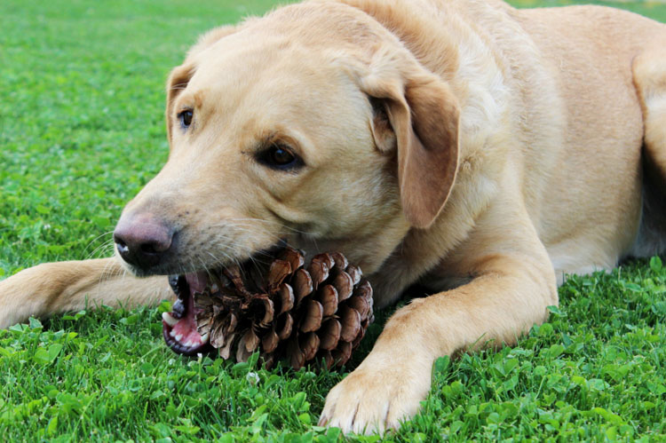 Why Do Dogs Eat Strange Things Dog Training Nation
