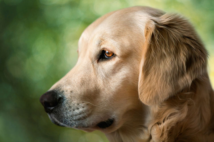 do probiotics help dogs with ibd