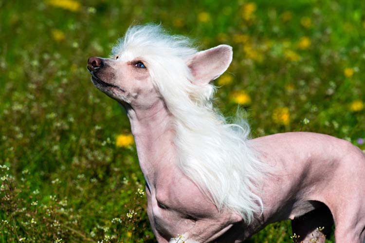 chinese crested dog of dog