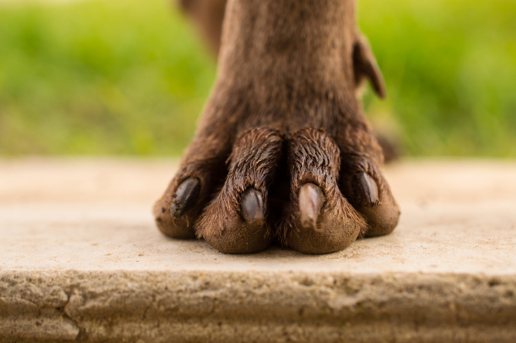 cut dog nails with dremel