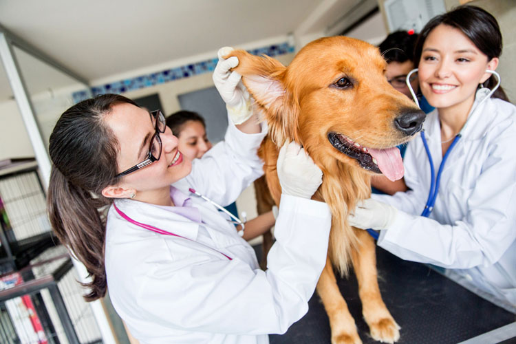 Finding a Force-Free Veterinary Clinic 