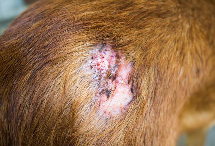 healing hot spots on dogs