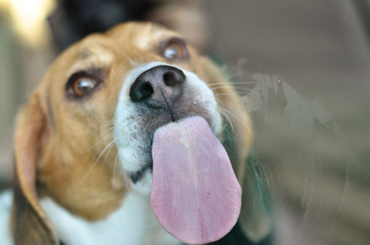 Dog Licking