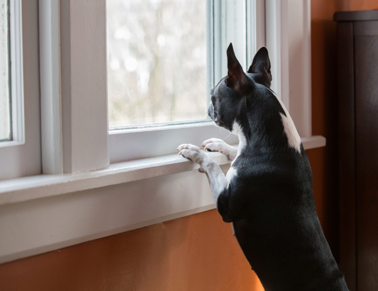 Stop Dog Barking Out Window | Dog 