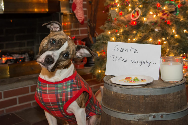 dog christmas stocking stuffers