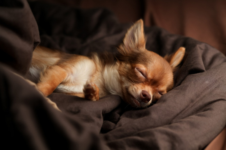 Dog Home Alone On New Year S Eve Training Nation New Year S Eve Dog Safety Tips