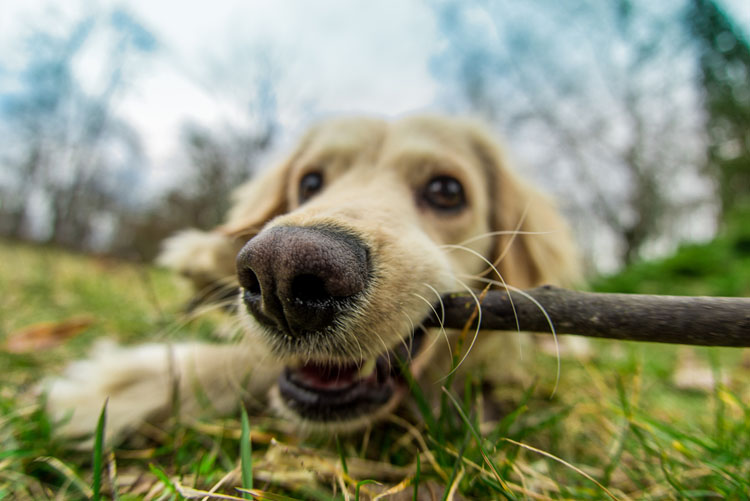 is it ok for dogs to chew on sticks