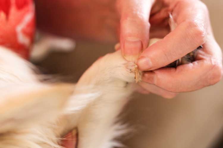 how do you fix a dogs broken nail at home