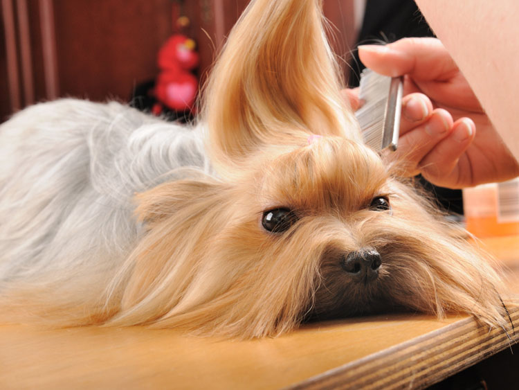 Finding a Good Dog Groomer in 4 Steps