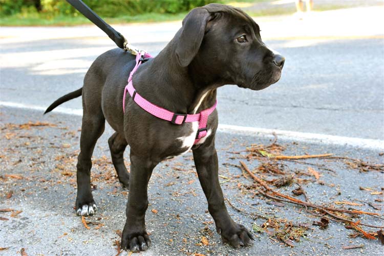 My Dog Is Afraid Of Passing Cars Dog Training Nation