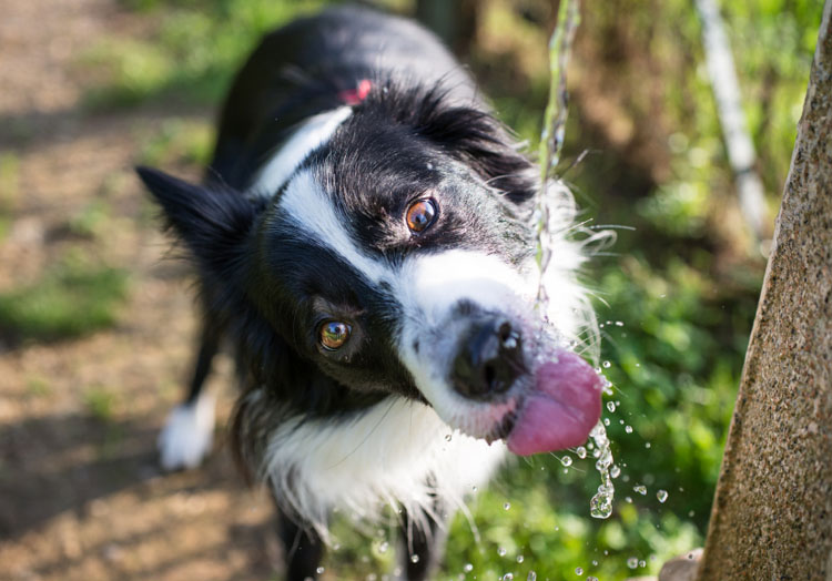 Can Dogs Drink Filtered Water 