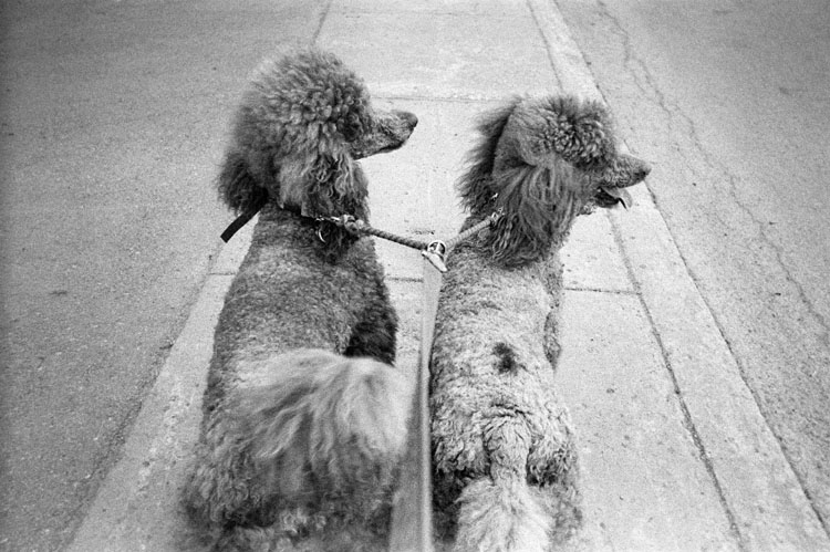 twin dog leash