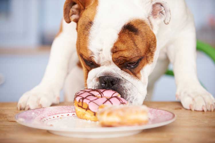 How To Discipline A Dog For Stealing Food