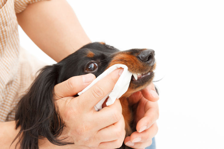 dog teeth cleaning pads