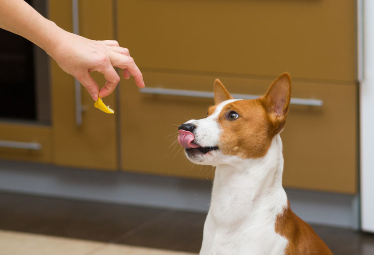 Teaching Your Dog to Take Treats Gently Dog Training Nation
