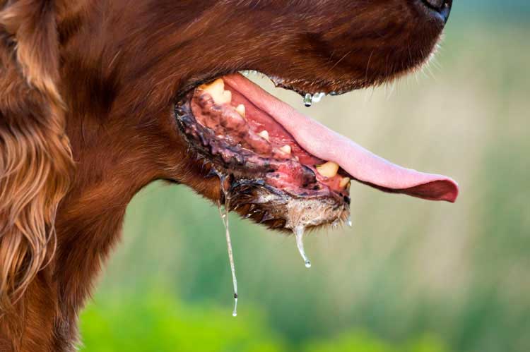 why is the side of my dogs mouth swollen