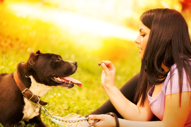 why do dogs grab the leash