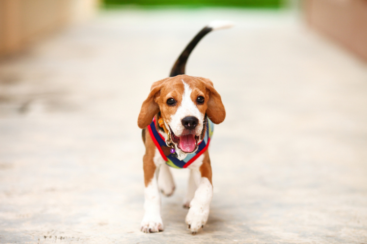 Dog Wagging Tail Behavior Revealed | Dog Training Nation
