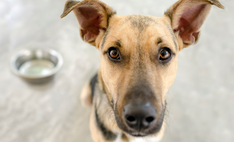 https://www.dogtrainingnation.com/wp-content/uploads/2016/04/free-feeding-scheduled-feeding-dogs.jpg