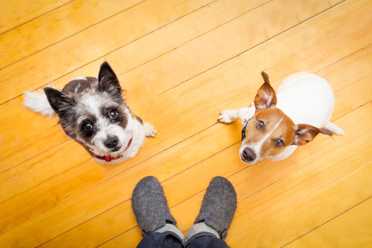 dog floor cleaner