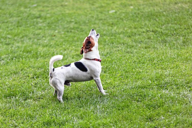 how to silence neighbor's barking dog