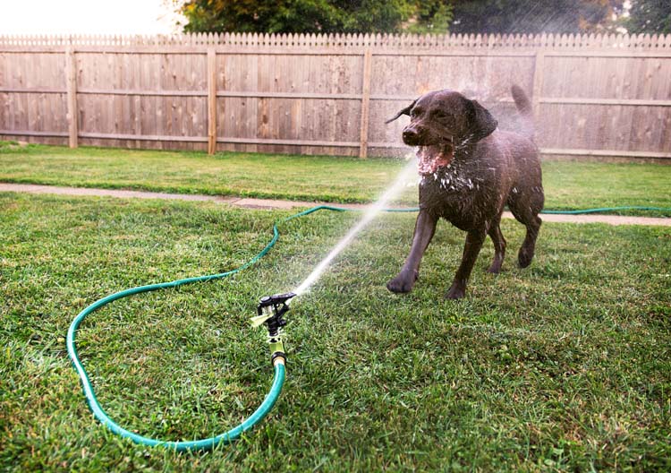 tips-dog-obsessed-with-water.jpg