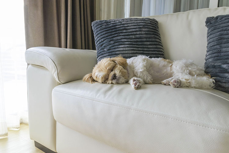 How To Protect Furniture From Dog Hair And Nails