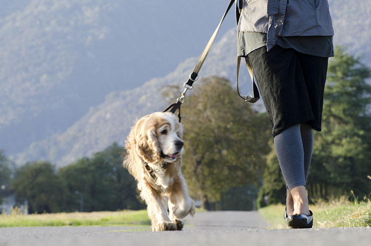 best double ended dog lead