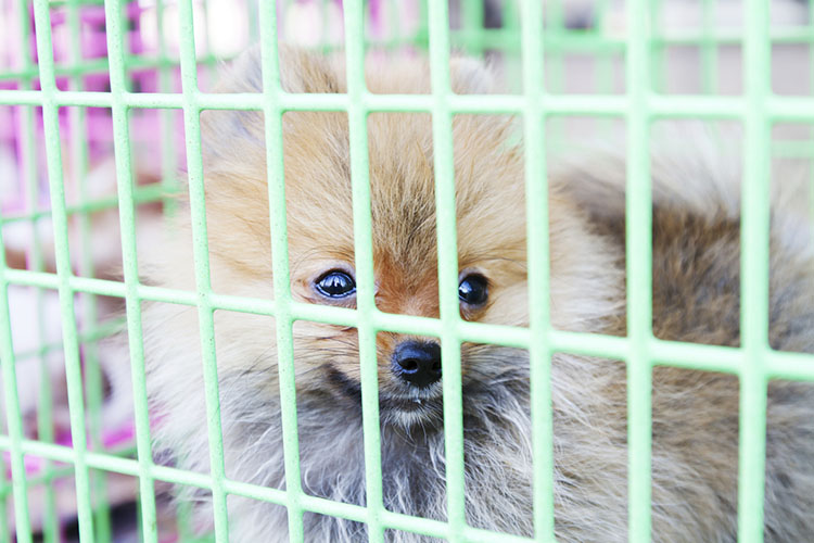 Steps For How To Stop Your Dog From Peeing In The Crate