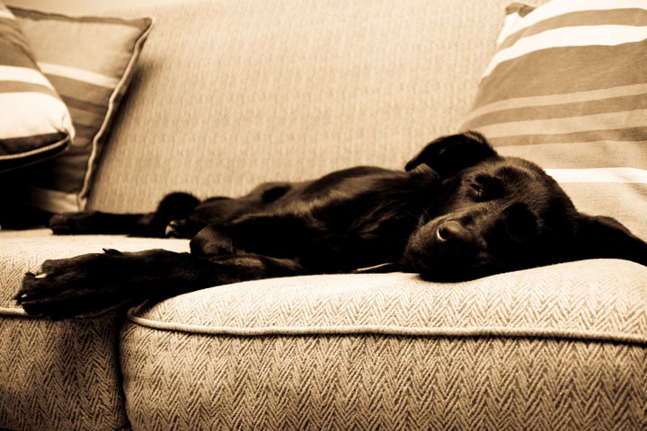 calming dog food calming dog food
