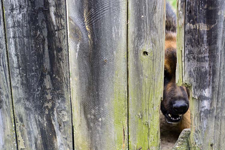 fence aggression dogs