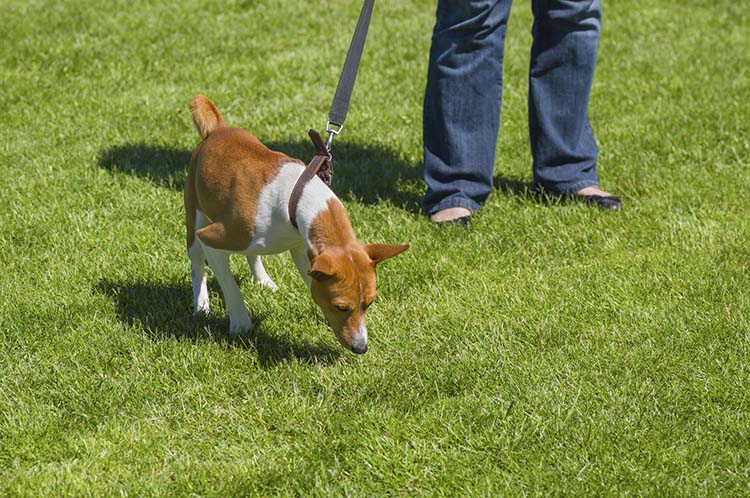 Frontiers  Dog Pulling on the Leash: Effects of Restraint by a Neck Collar  vs. a Chest Harness