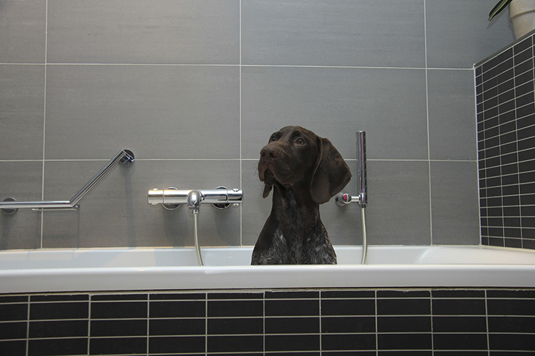Mud Baths for Dogs is a Thing Dog Training Nation