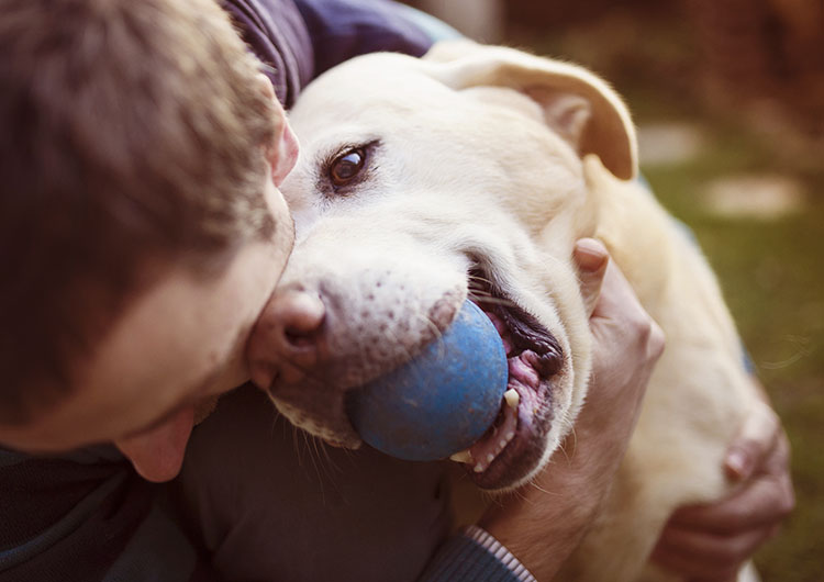 7 Responsible Dog Ownership Tips Dog Training Nation