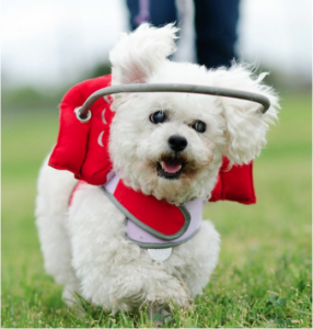 Halo for best sale blind dogs diy